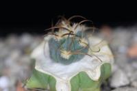 Echinocactus horizonthalonius VZD 1199